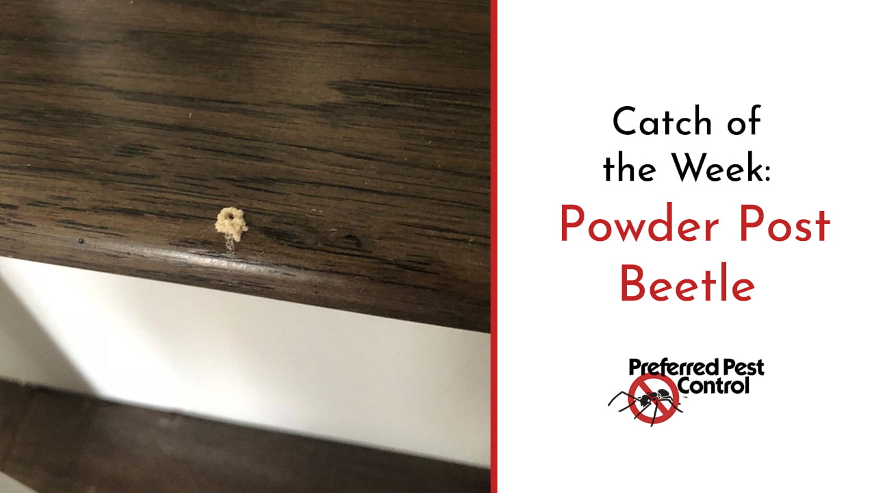 Powder Post Beetles Harm New Ankeny Home